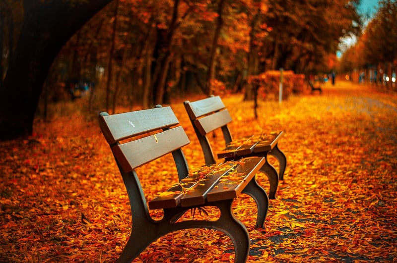 Urban Nature